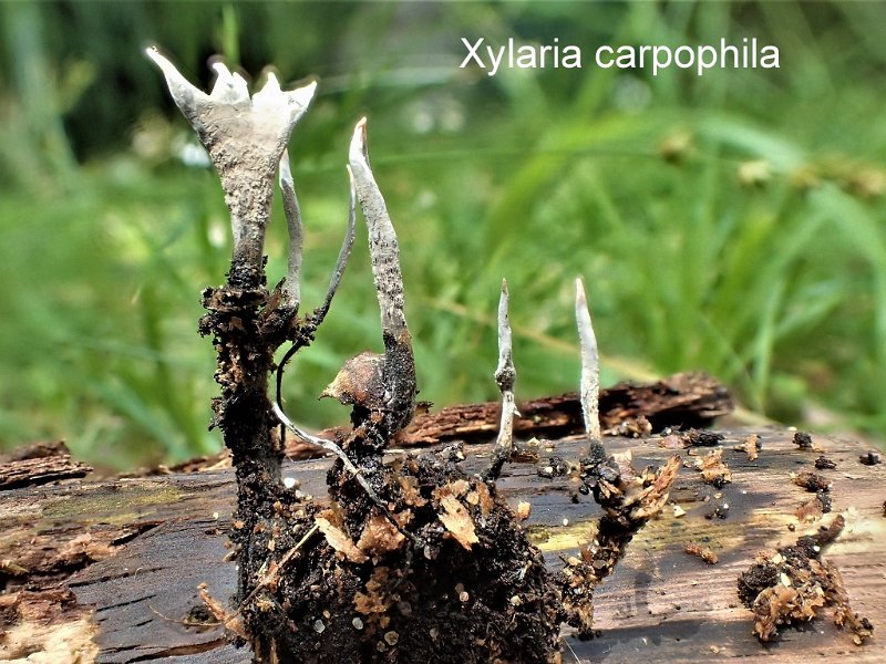 Xylaria carpophila-amf109.jpg - Xylaria carpophila ; Syn: Sphaeria carpophila ; Nom français: Xylaire des faînes de hêtres